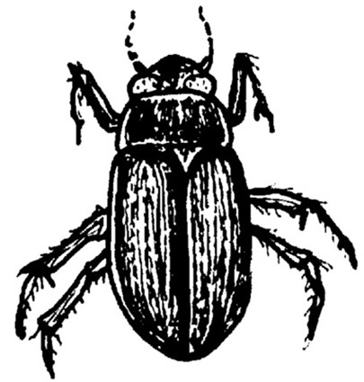 Waterscavengerbeetle jpg preview. Beetle clipart water beetle