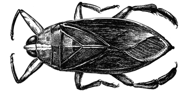 Waterbug etc. Bug clipart water beetle