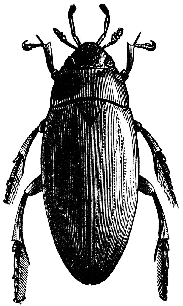 Beetle clipart water beetle. Scavenger etc 