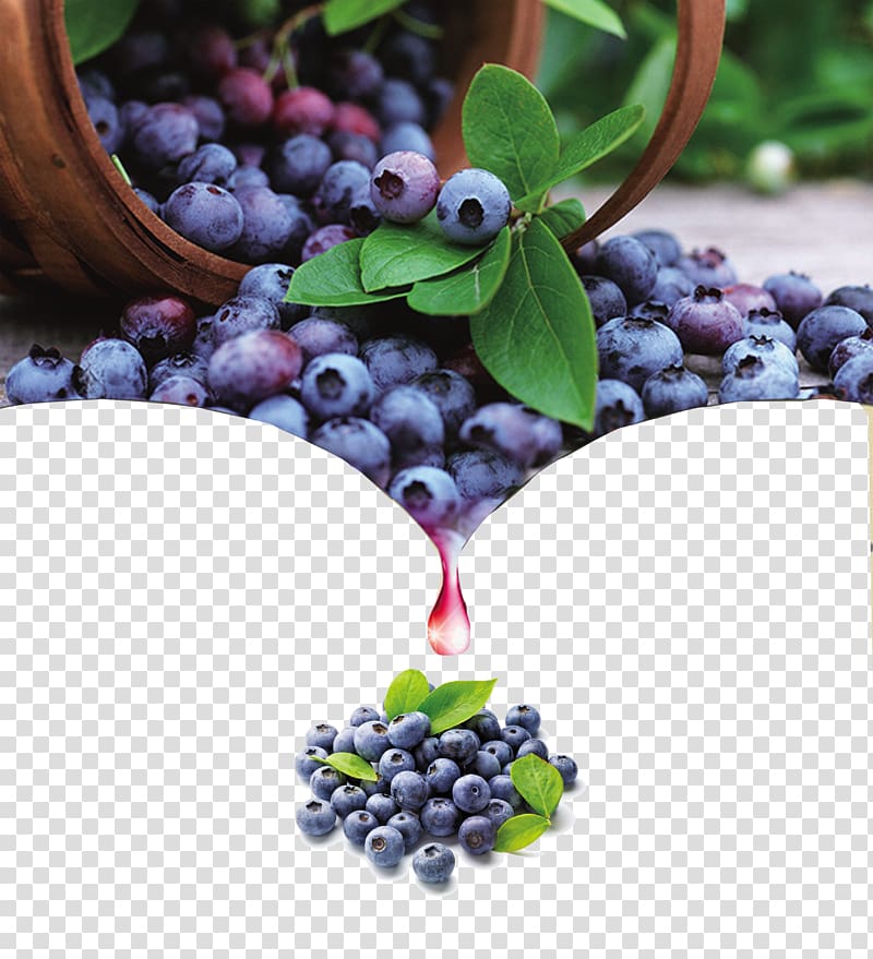 Bilberry fruit wine posters. Blueberry clipart antioxidant