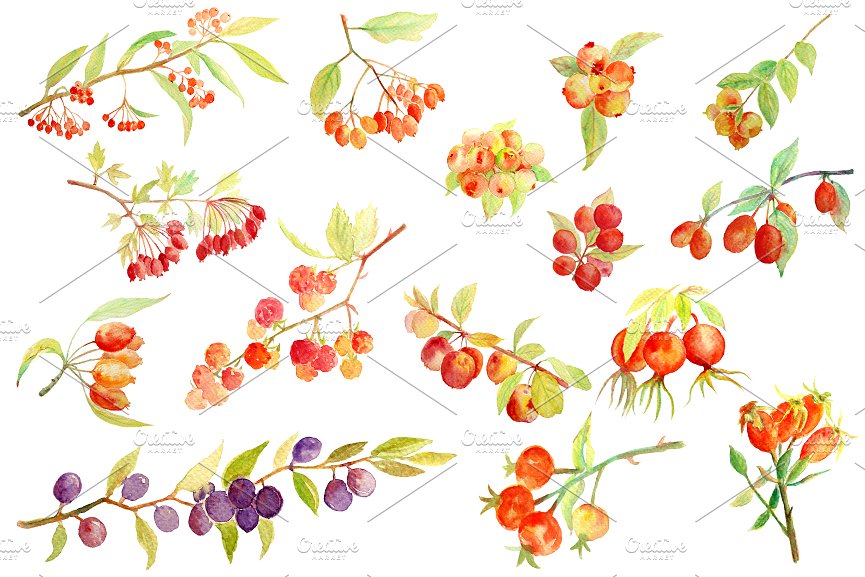 berries clipart autumn berry