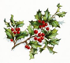 berry clipart holiday