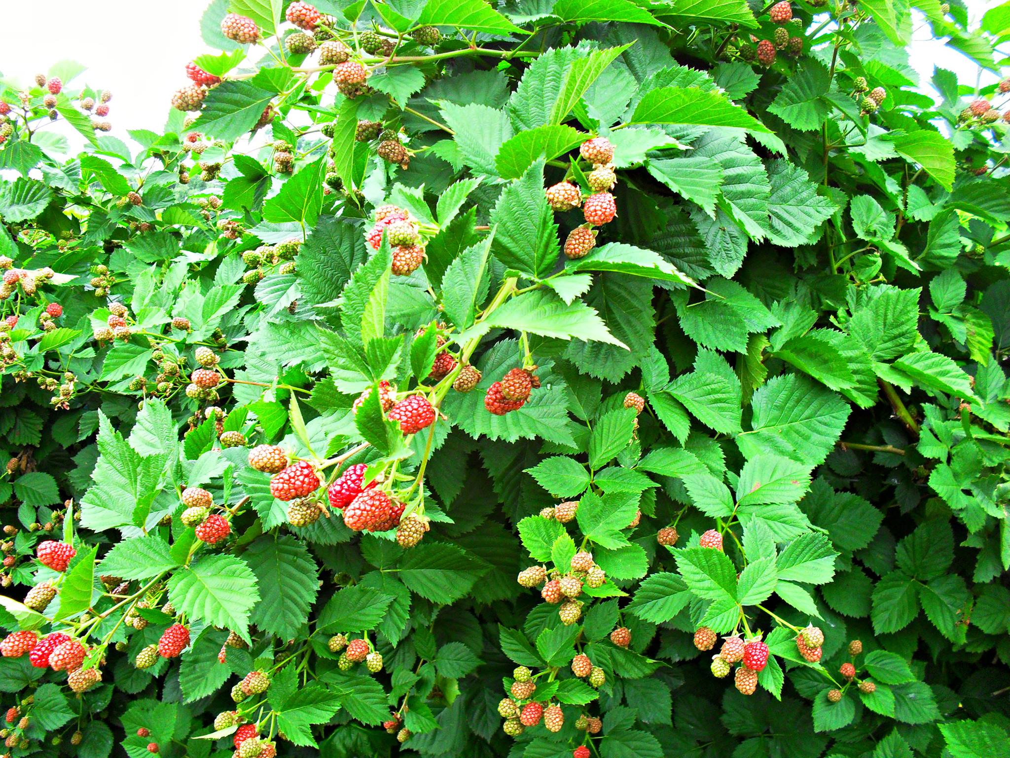 berries clipart berry bush