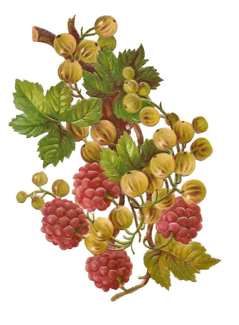 Free vintage from mammasaurus. Berries clipart berry plant