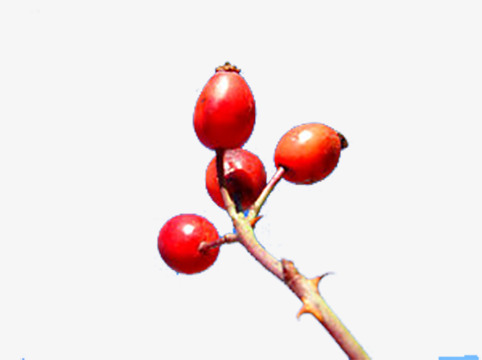 Red wild fruit png. Berries clipart berry plant