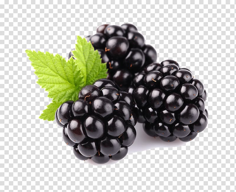 berries clipart blackberry