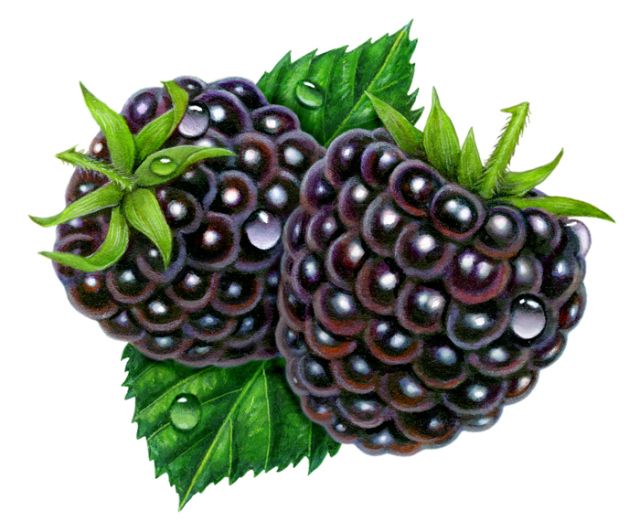 berries clipart blackberry