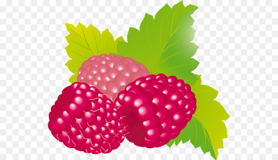 berries clipart boysenberry