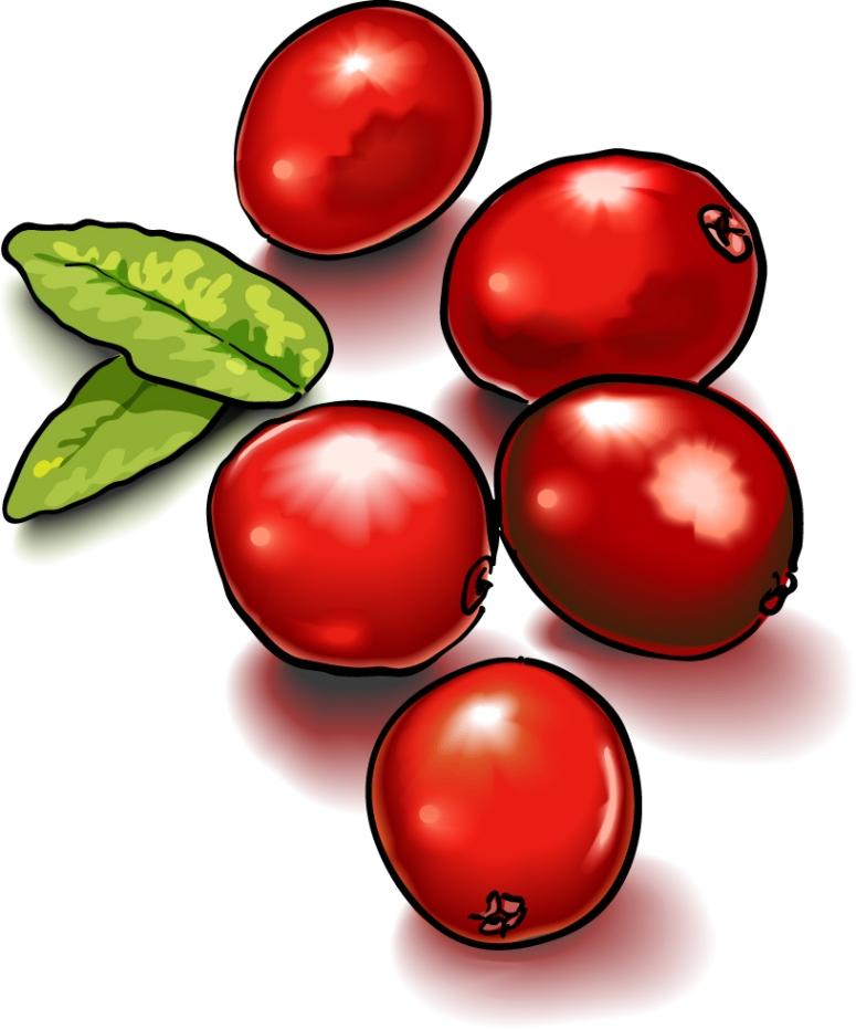 . Holly clipart cranberry