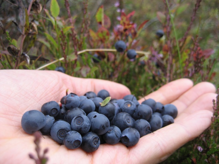 The finnish natural clipground. Berries clipart forest berry