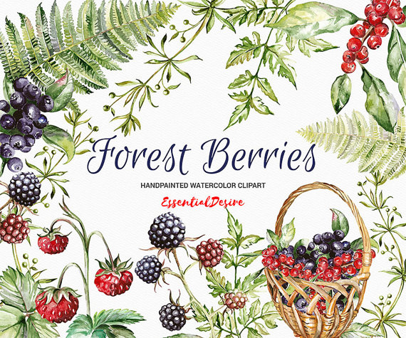 Berries forest berry
