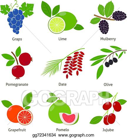 berries clipart illustration