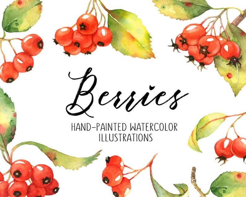 berries clipart illustration