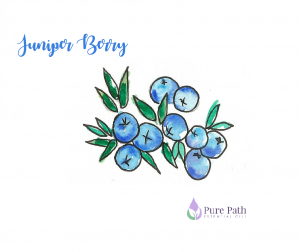 Oil uses benefits pure. Berry clipart juniper berry