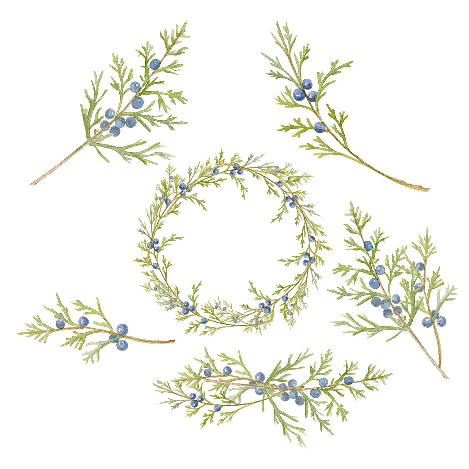 Watercolor branch wreath this. Berry clipart juniper berry