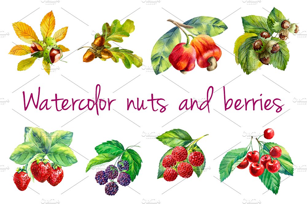 Watercolor and illustrations creative. Berries clipart nuts