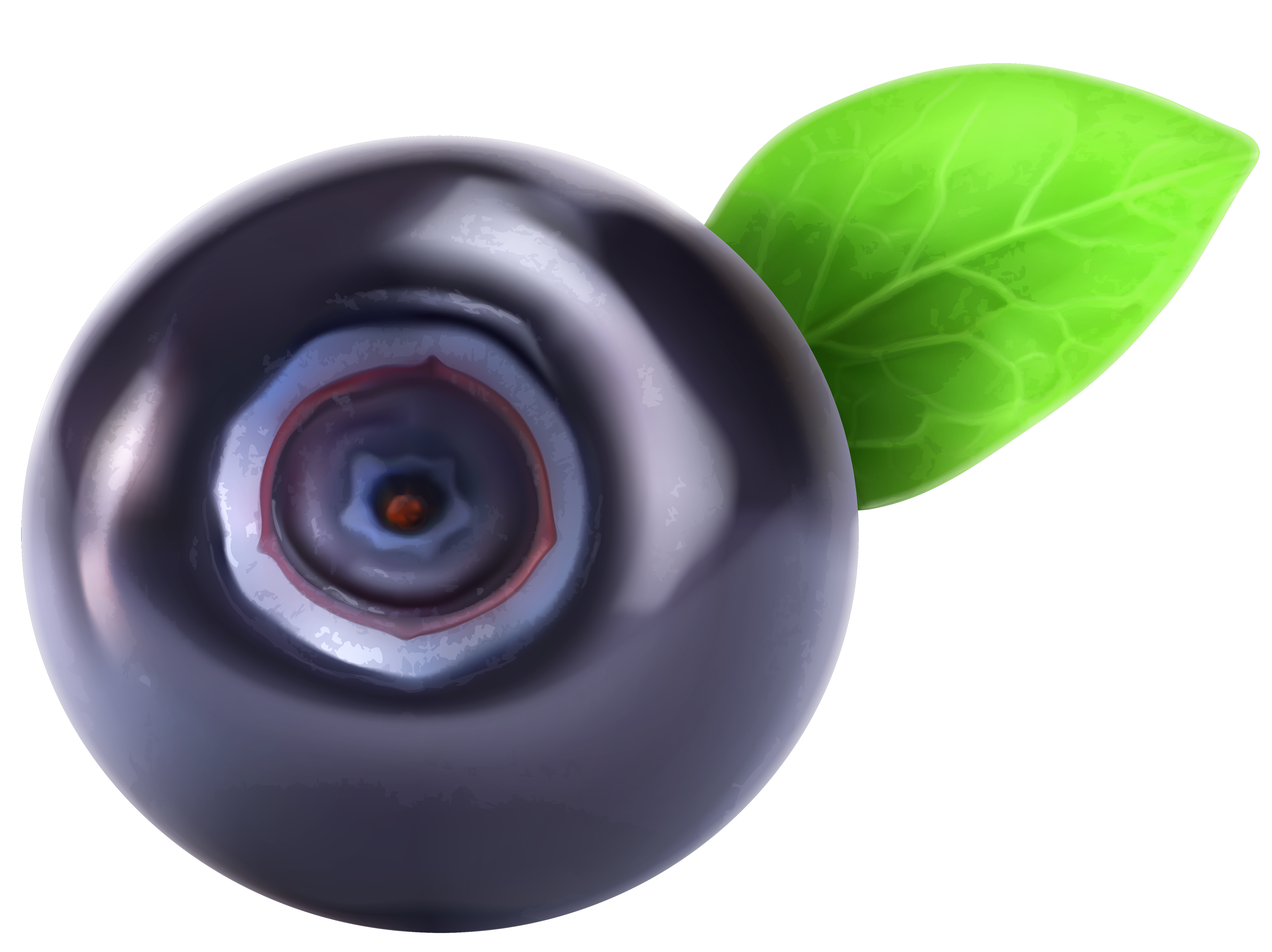 Png best web. Blueberry clipart single