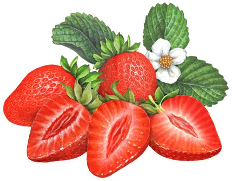 berries clipart two