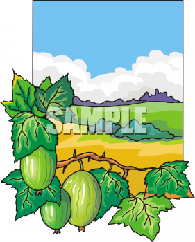 Picture of a with. Watermelon clipart watermelon plant