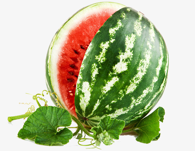 Watermelon clipart watermelon vine. Melon png images vectors
