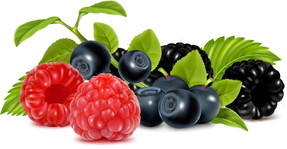 Berries clipart wild berry. Home 