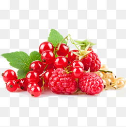 Juniper png vectors psd. Berries clipart wild berry