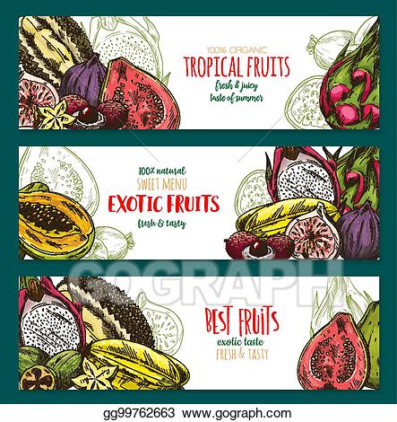 Berry clipart banner. Vector art exotic fruit