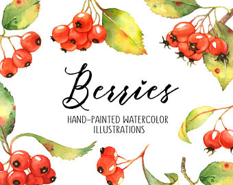 Watercolour berries etsy watercolor. Berry clipart berrie