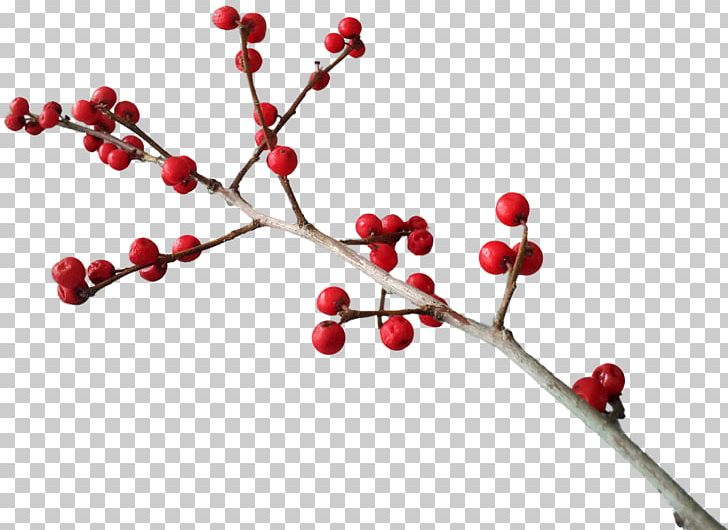 berry clipart berry branch