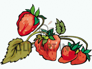 berry clipart berry plant