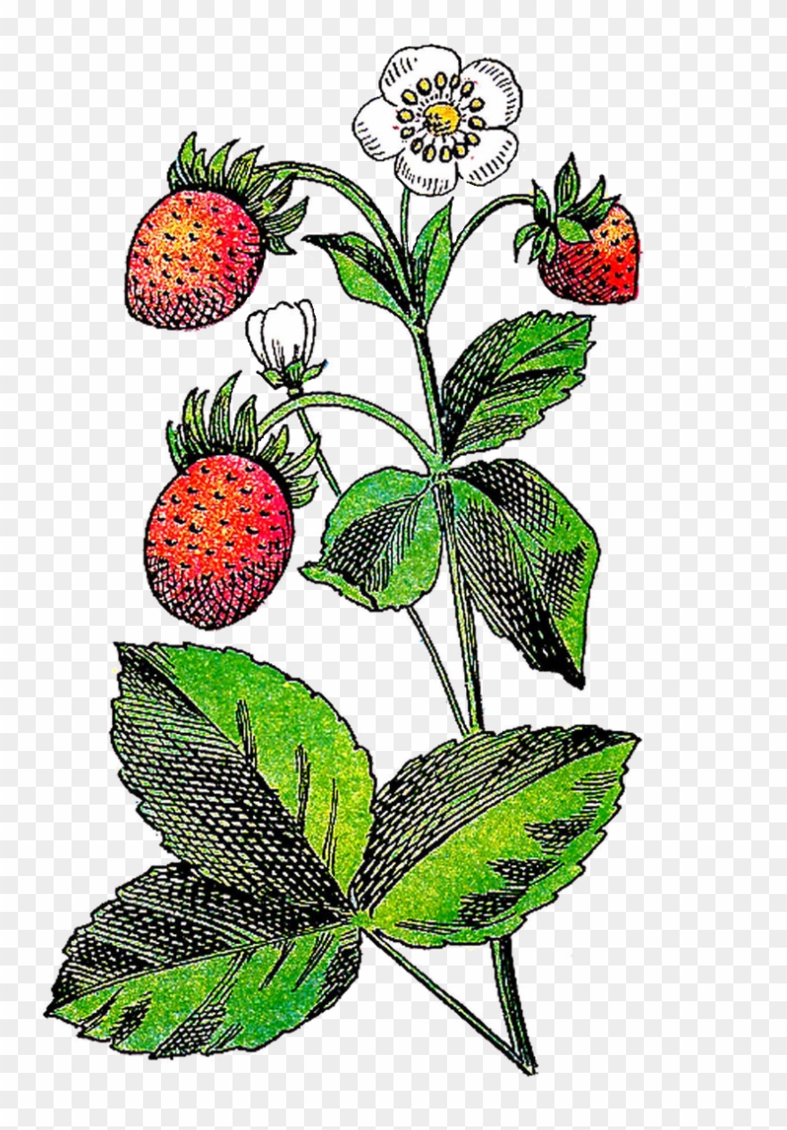 berry clipart berry plant
