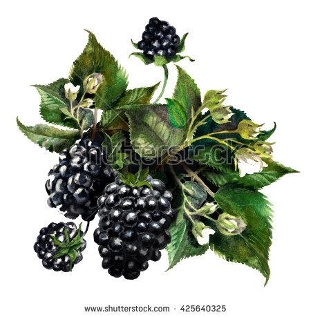berry clipart blackberry