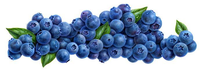 berry clipart blue berry