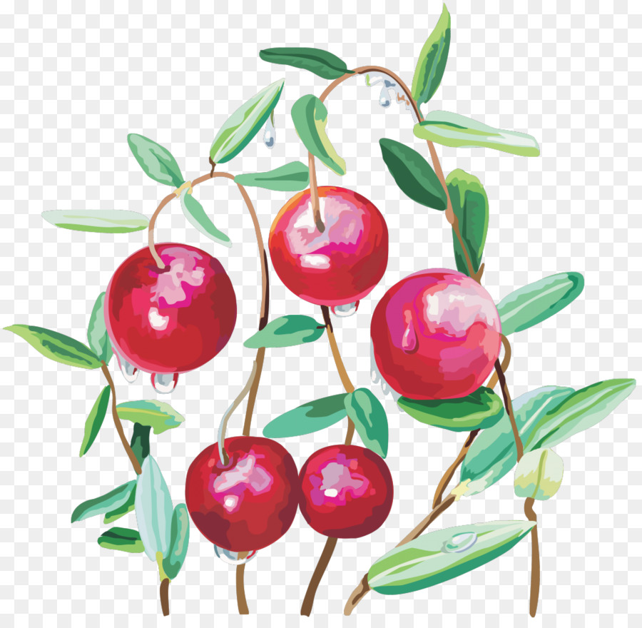 berry clipart cranberry