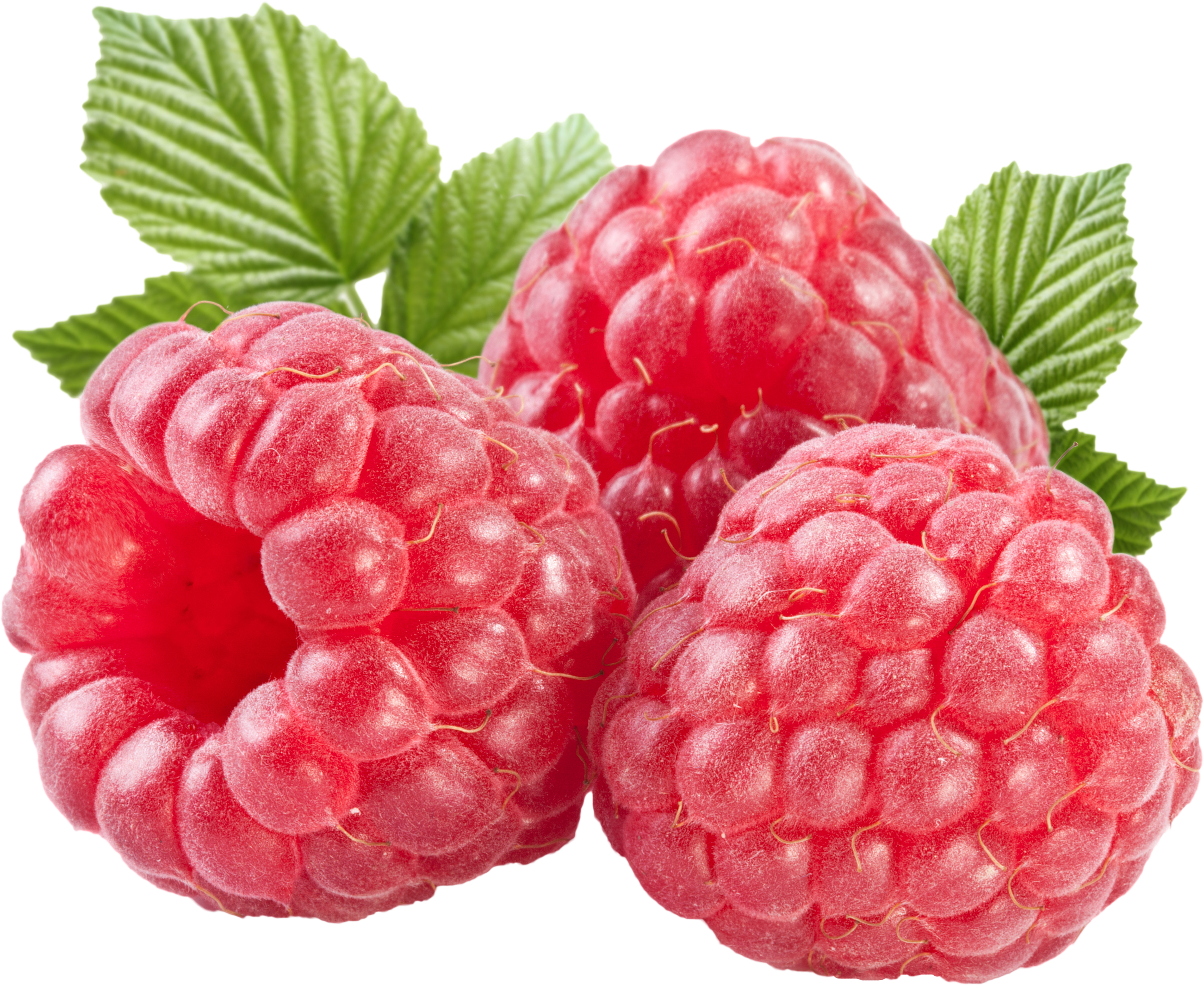 Berry clipart raspberry. Three isolated stock photo