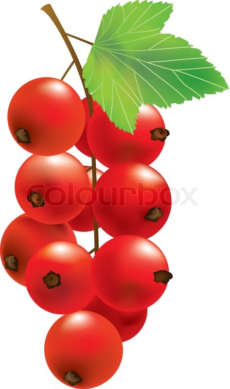 berry clipart single