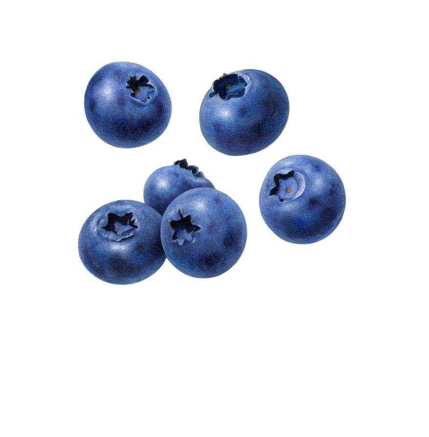 Blueberry transparent background