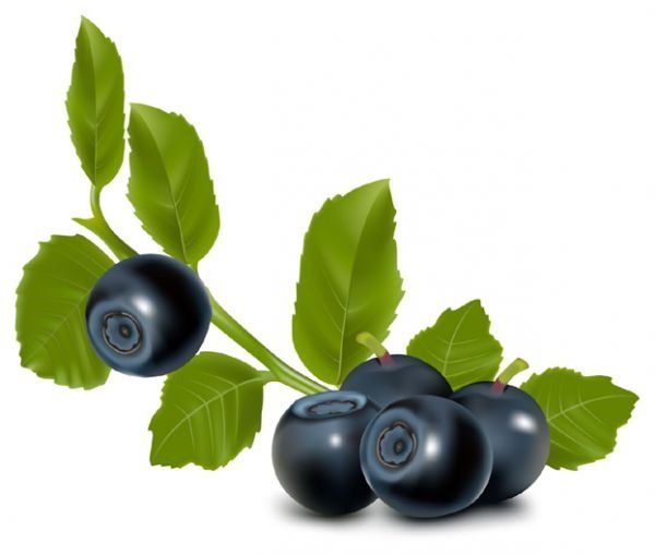 Fresh blueberry fruit download. Blueberries clipart vector