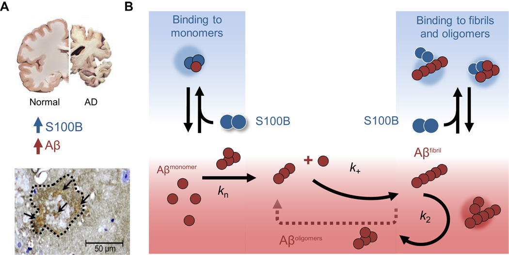 The neuronal s b. Bibliography clipart primary data