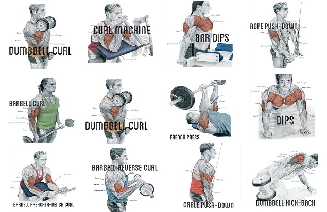 bicep clipart arm workout