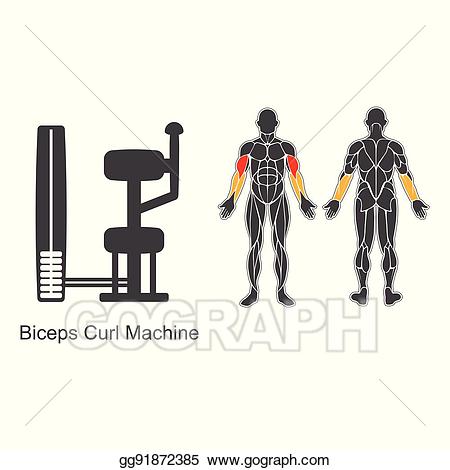 Vector stock biceps curl. Bicep clipart gym