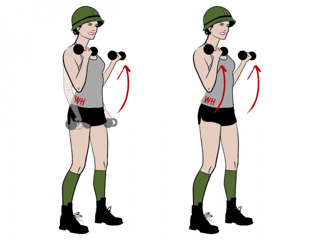 bicep clipart healthy
