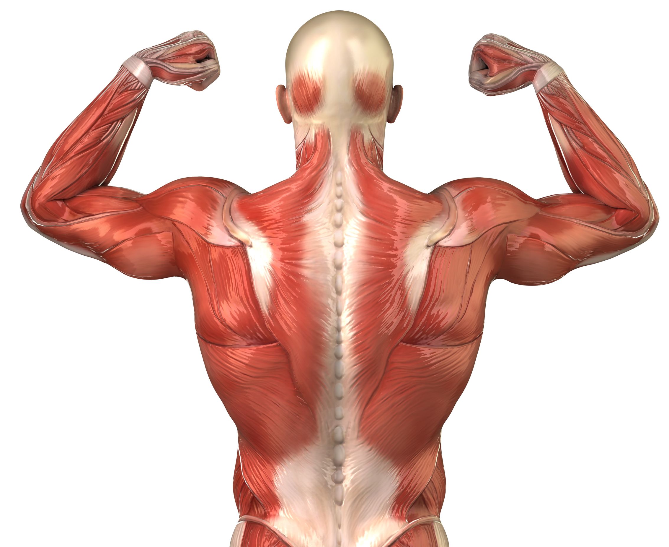 muscle clipart back