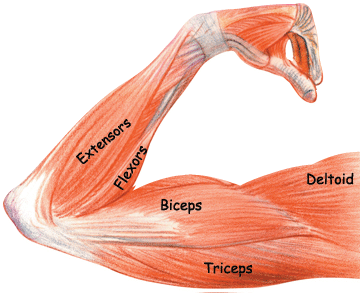 bicep clipart muscular arm