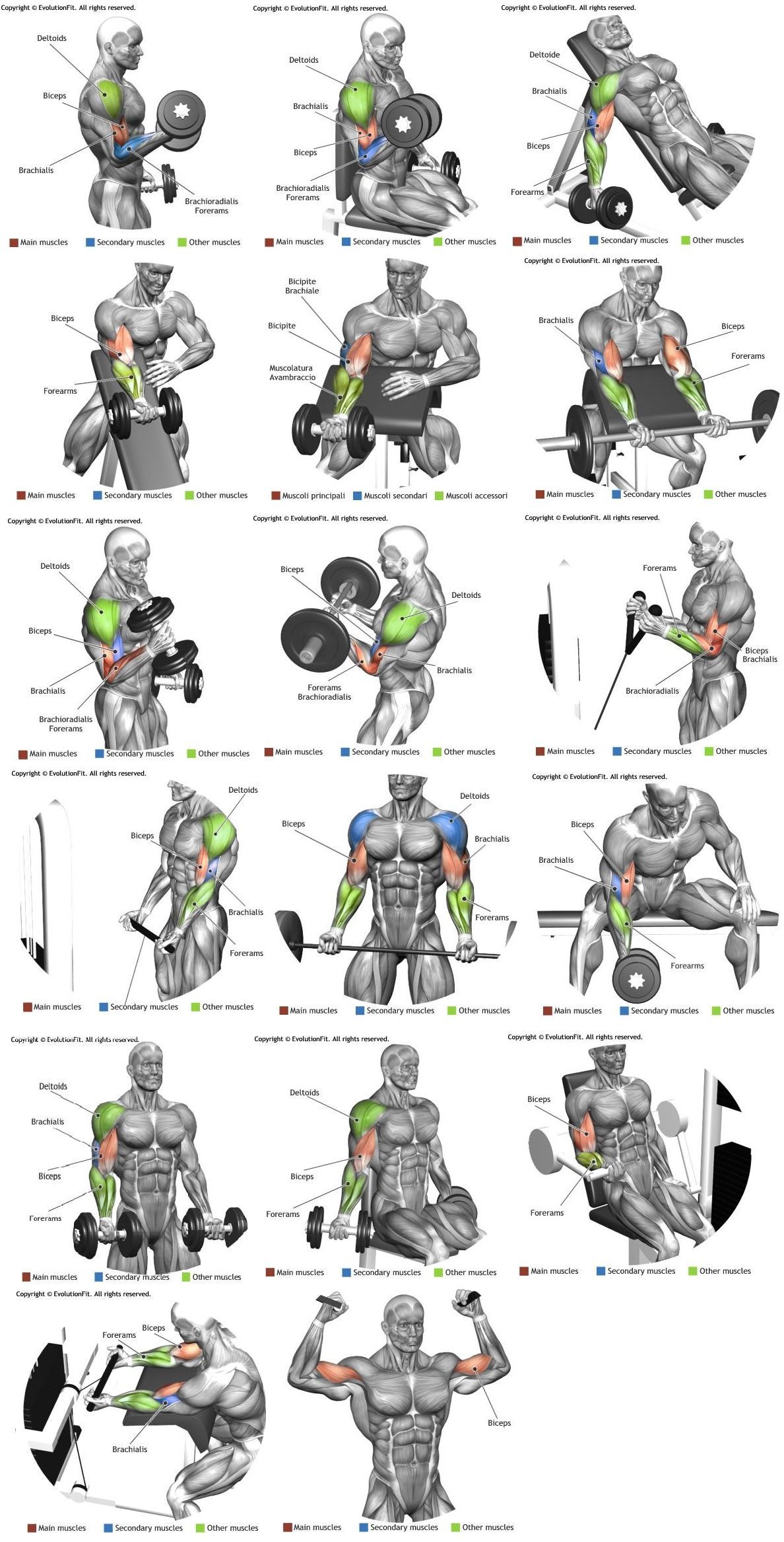  d b ff. Bicep clipart muscular strength exercise