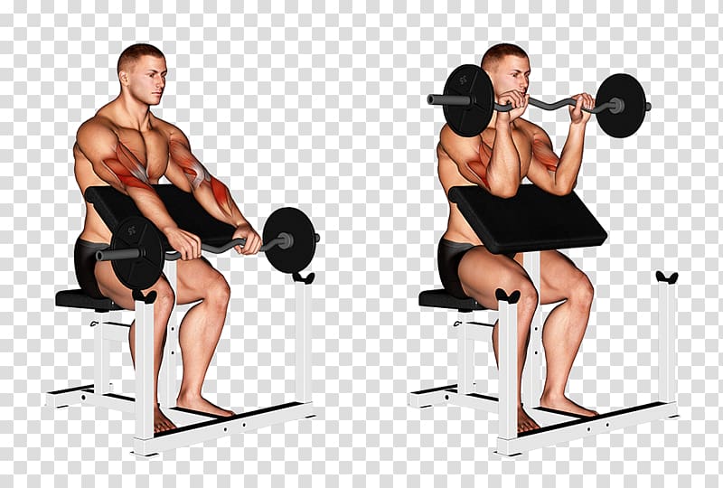 bicep clipart personal fitness