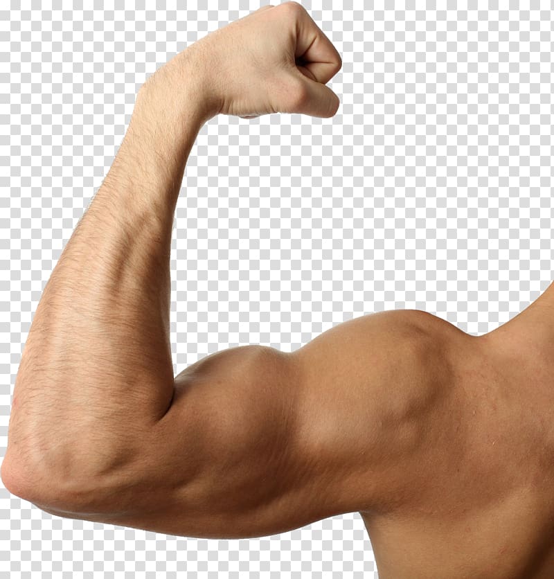 bicep clipart triceps