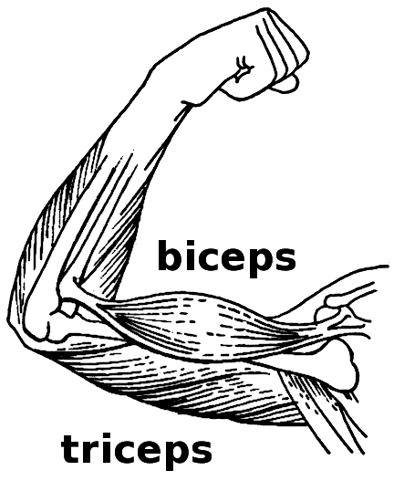 muscles clipart voluntary muscle