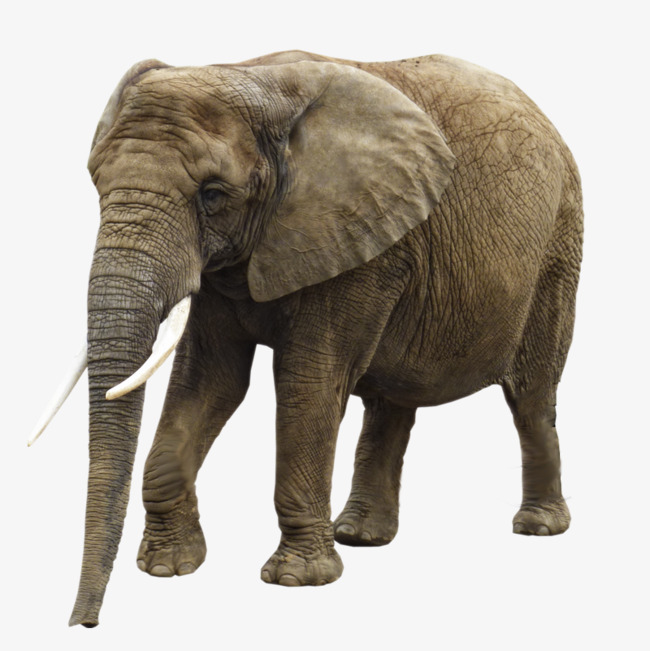 Old ears ear png. Big clipart african elephant