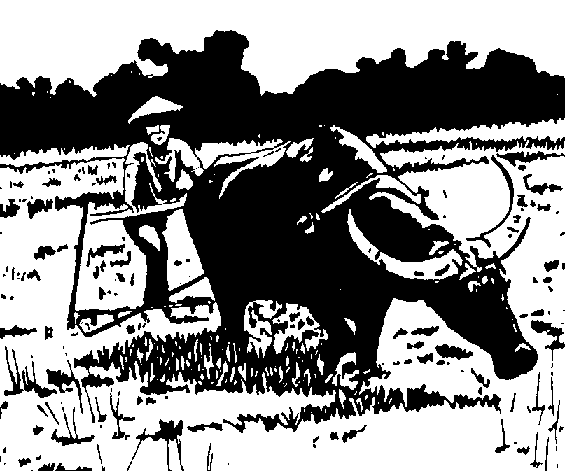 cattle clipart carabao